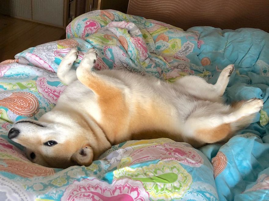 These 2 Cute Shiba Inu Puppies Are Capturing The World These 2 Cute Shiba Inu Puppies Are Capturing The World