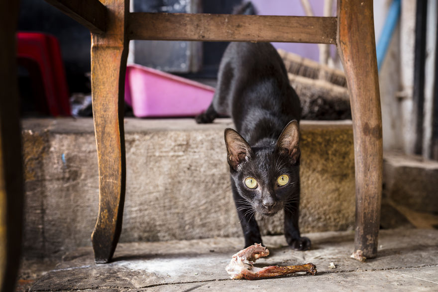 I Travel To Cambodia To Take Pictures Of Cats And Dogs