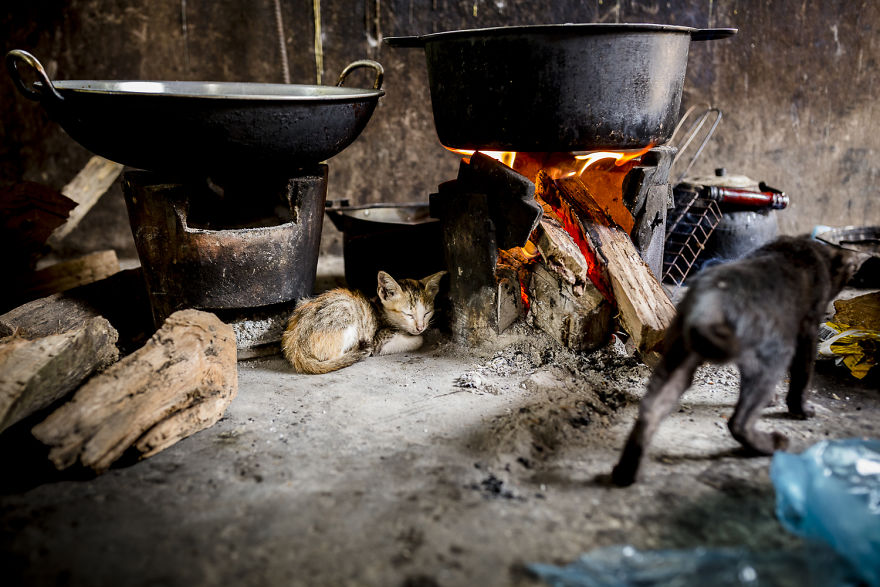 I Travel To Cambodia To Take Pictures Of Cats And Dogs