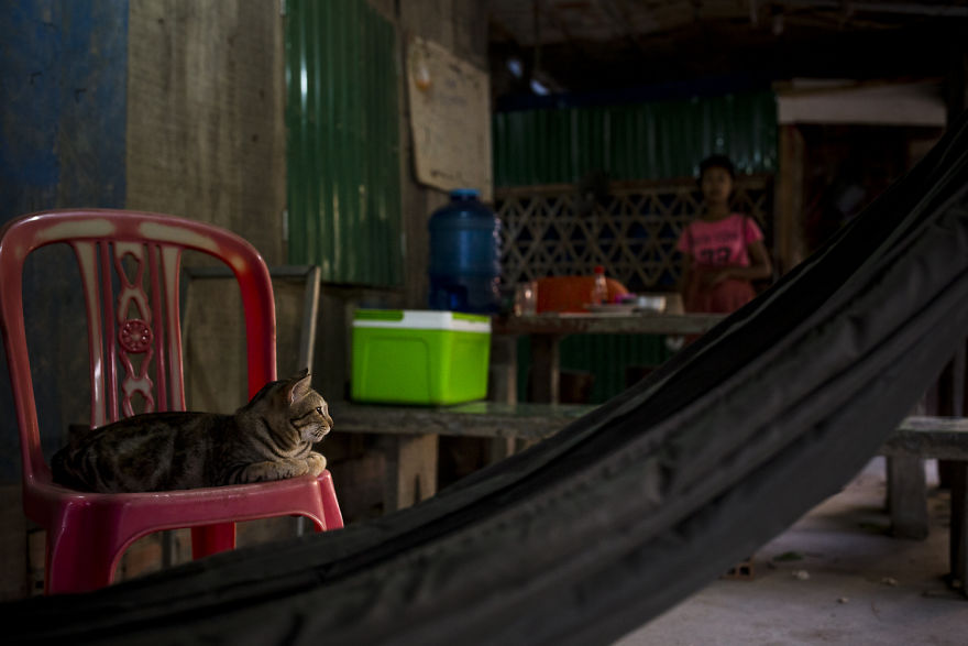 I Travel To Cambodia To Take Pictures Of Cats And Dogs