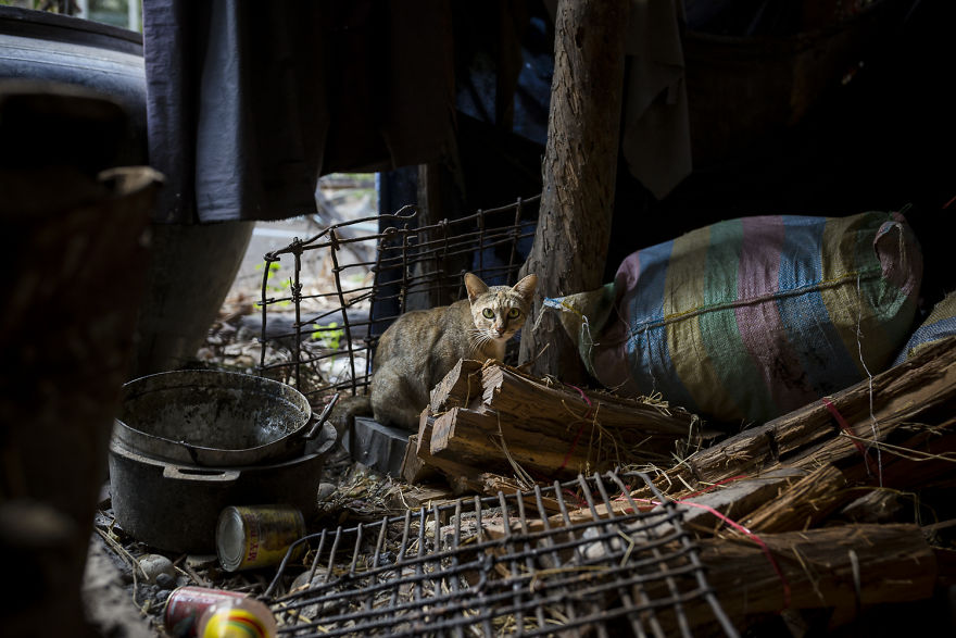 I Travel To Cambodia To Take Pictures Of Cats And Dogs