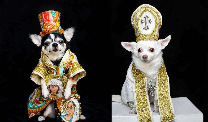 Dogs Wearing Outfits Inspired By Met Gala Heavenly Bodies Exhibit Dogs Wearing Outfits Inspired By Met Gala Heavenly Bodies Exhibit