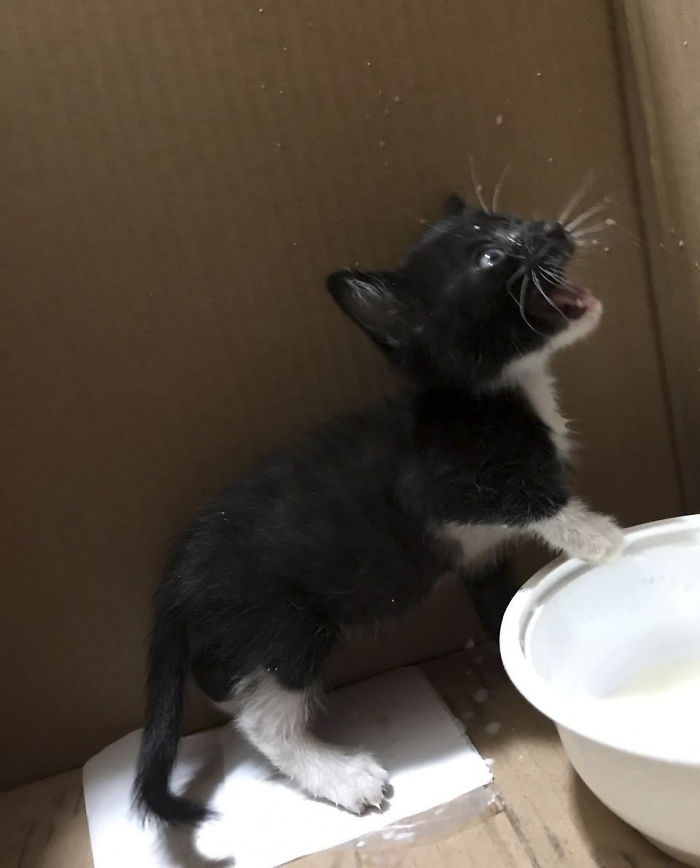 We Rescued This Feisty Dirty Kitty And He Grew Up To Be Such A Dapper Gentleman We Rescued This Feisty Dirty Kitty And He Grew Up To Be Such A Dapper Gentleman