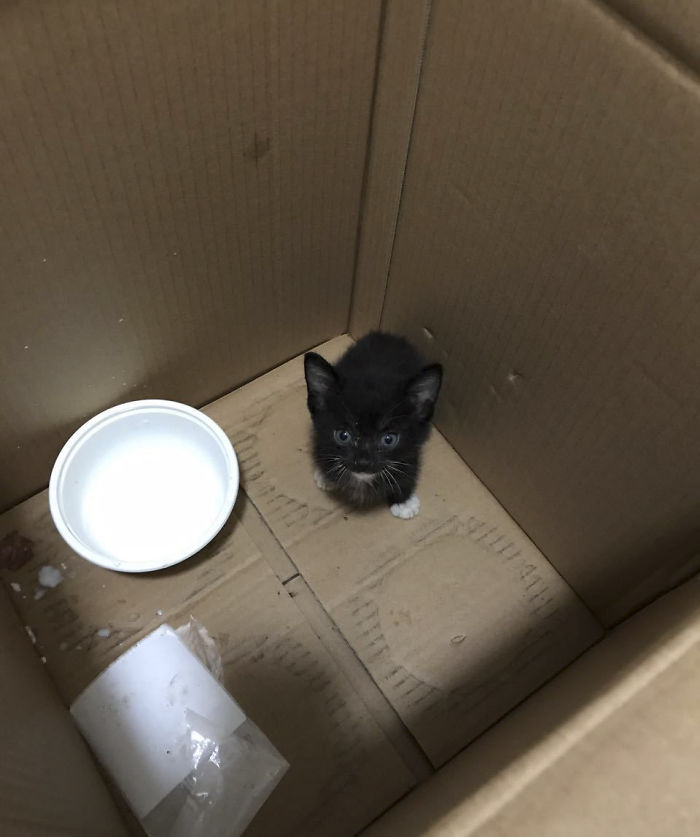 We Rescued This Feisty Dirty Kitty And He Grew Up To Be Such A Dapper Gentleman We Rescued This Feisty Dirty Kitty And He Grew Up To Be Such A Dapper Gentleman