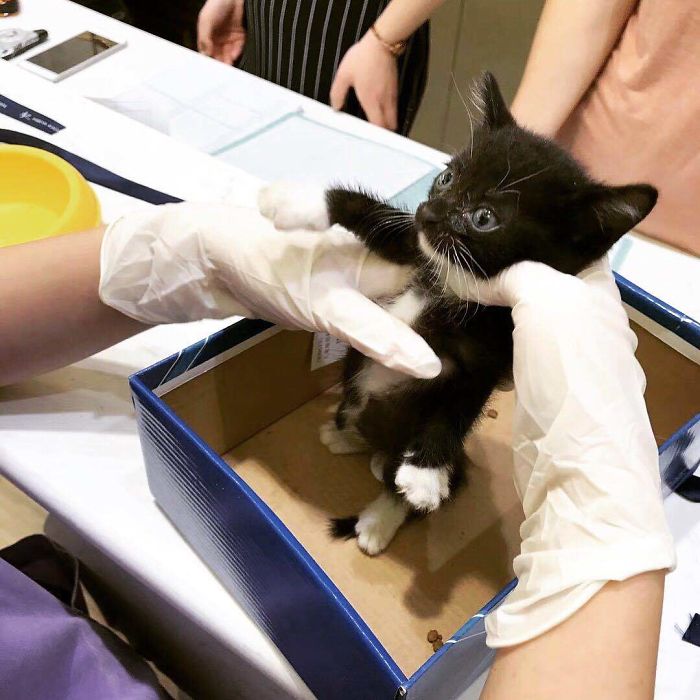 We Rescued This Feisty Dirty Kitty And He Grew Up To Be Such A Dapper Gentleman We Rescued This Feisty Dirty Kitty And He Grew Up To Be Such A Dapper Gentleman