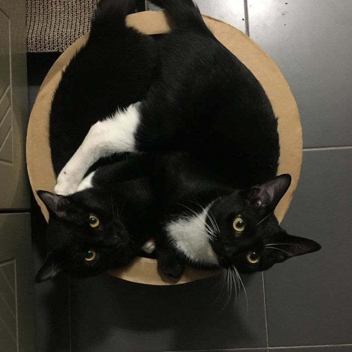 We Rescued This Feisty Dirty Kitty And He Grew Up To Be Such A Dapper Gentleman We Rescued This Feisty Dirty Kitty And He Grew Up To Be Such A Dapper Gentleman