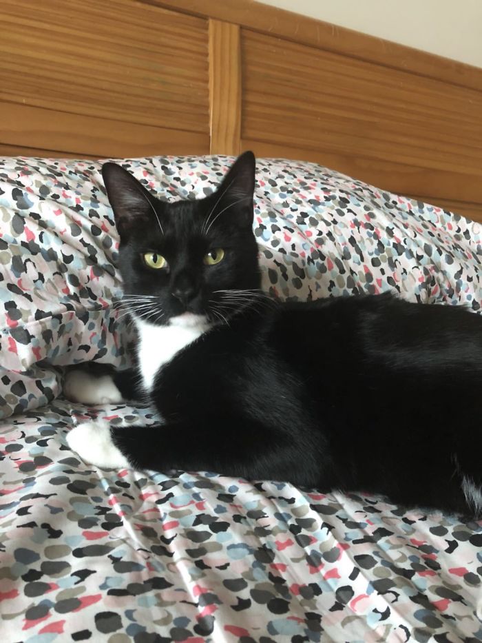 We Rescued This Feisty Dirty Kitty And He Grew Up To Be Such A Dapper Gentleman We Rescued This Feisty Dirty Kitty And He Grew Up To Be Such A Dapper Gentleman