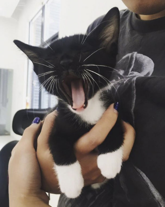 We Rescued This Feisty Dirty Kitty And He Grew Up To Be Such A Dapper Gentleman We Rescued This Feisty Dirty Kitty And He Grew Up To Be Such A Dapper Gentleman