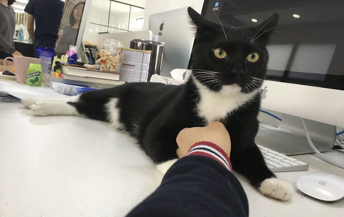 We Rescued This Feisty Dirty Kitty And He Grew Up To Be Such A Dapper Gentleman We Rescued This Feisty Dirty Kitty And He Grew Up To Be Such A Dapper Gentleman