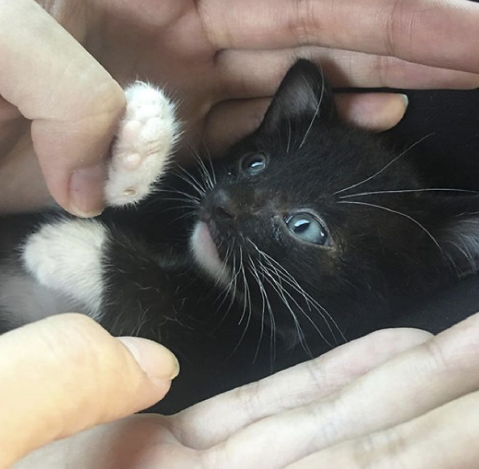 We Rescued This Feisty Dirty Kitty And He Grew Up To Be Such A Dapper Gentleman We Rescued This Feisty Dirty Kitty And He Grew Up To Be Such A Dapper Gentleman