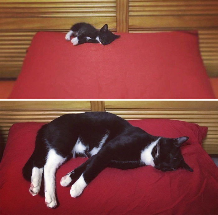 We Rescued This Feisty Dirty Kitty And He Grew Up To Be Such A Dapper Gentleman We Rescued This Feisty Dirty Kitty And He Grew Up To Be Such A Dapper Gentleman