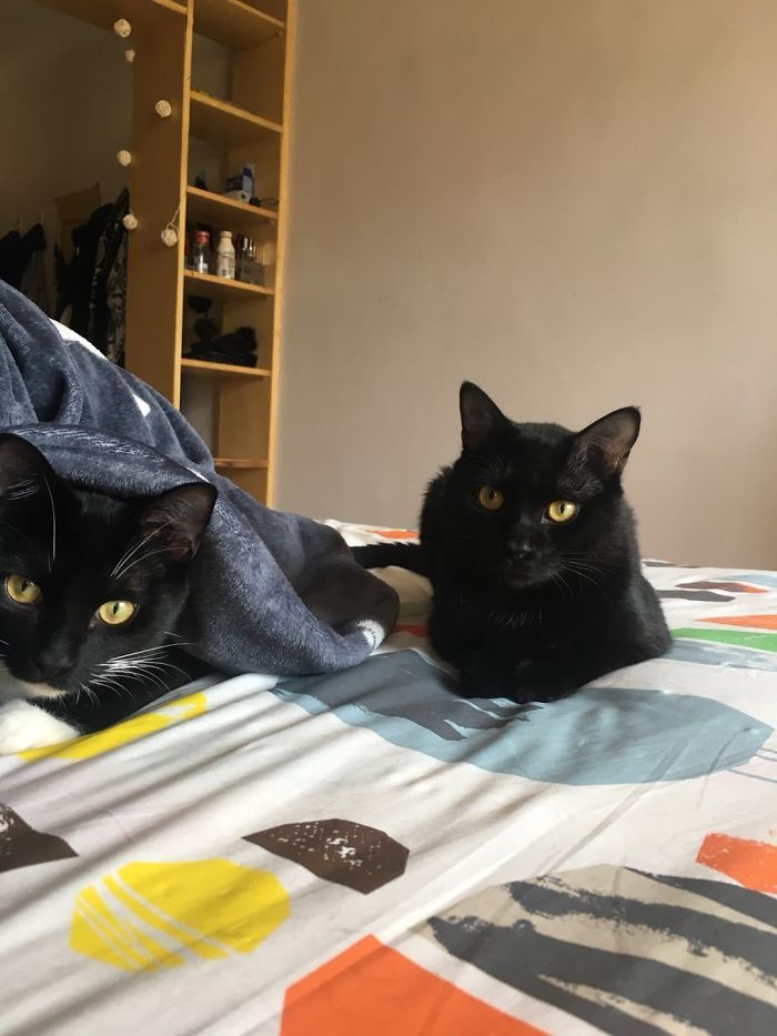 We Rescued This Feisty Dirty Kitty And He Grew Up To Be Such A Dapper Gentleman We Rescued This Feisty Dirty Kitty And He Grew Up To Be Such A Dapper Gentleman