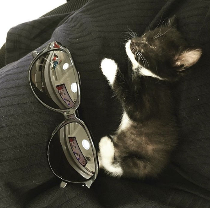 We Rescued This Feisty Dirty Kitty And He Grew Up To Be Such A Dapper Gentleman We Rescued This Feisty Dirty Kitty And He Grew Up To Be Such A Dapper Gentleman