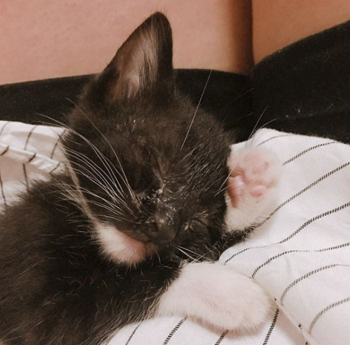 We Rescued This Feisty Dirty Kitty And He Grew Up To Be Such A Dapper Gentleman We Rescued This Feisty Dirty Kitty And He Grew Up To Be Such A Dapper Gentleman