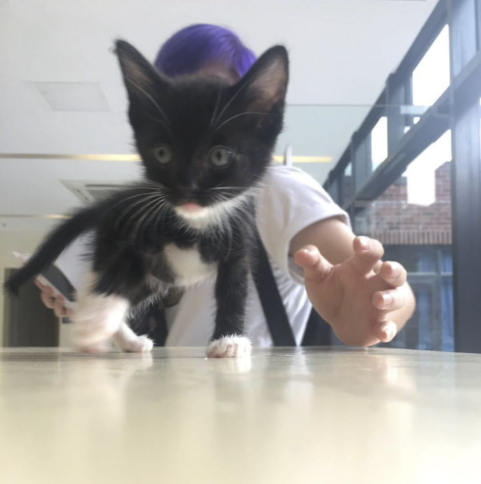 We Rescued This Feisty Dirty Kitty And He Grew Up To Be Such A Dapper Gentleman We Rescued This Feisty Dirty Kitty And He Grew Up To Be Such A Dapper Gentleman