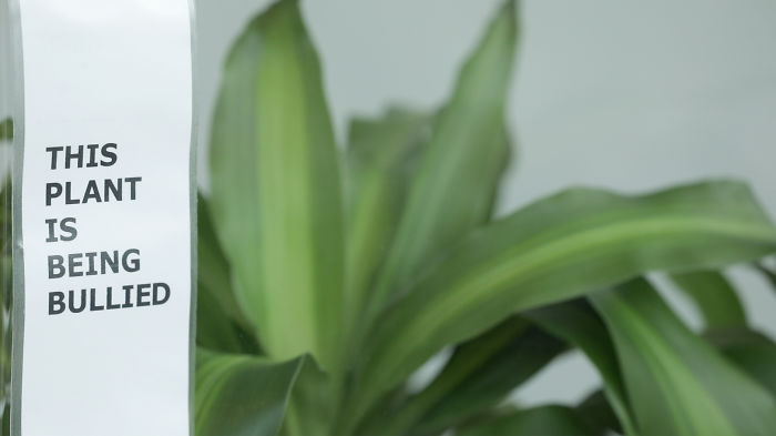 IKEA Asks People To Bully This Plant For 30 Days To See What Happens, And Results Are Eyeopening