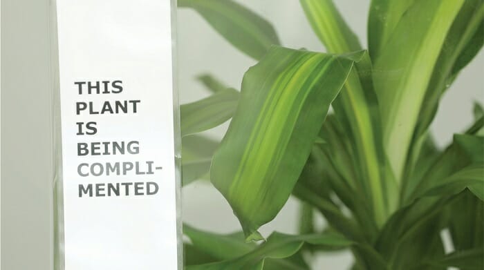 IKEA Asks People To Bully This Plant For 30 Days To See What Happens, And Results Are Eyeopening
