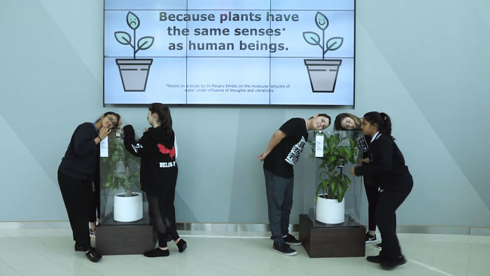 IKEA Asks People To Bully This Plant For 30 Days To See What Happens, And Results Are Eyeopening