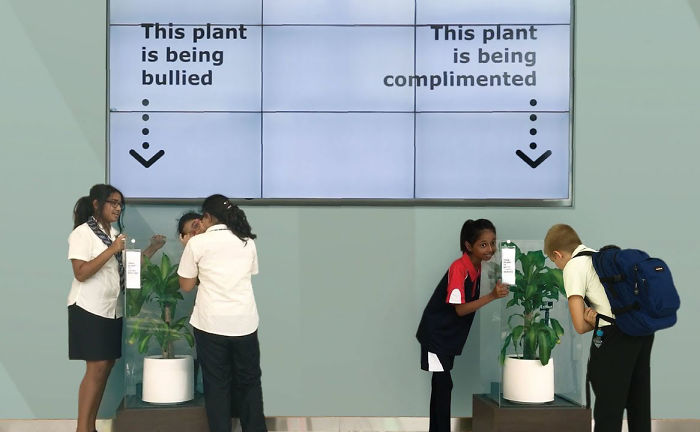 IKEA Asks People To Bully This Plant For 30 Days To See What Happens, And Results Are Eyeopening IKEA Asks People To Bully This Plant For 30 Days To See What Happens, And Results Are Eyeopening