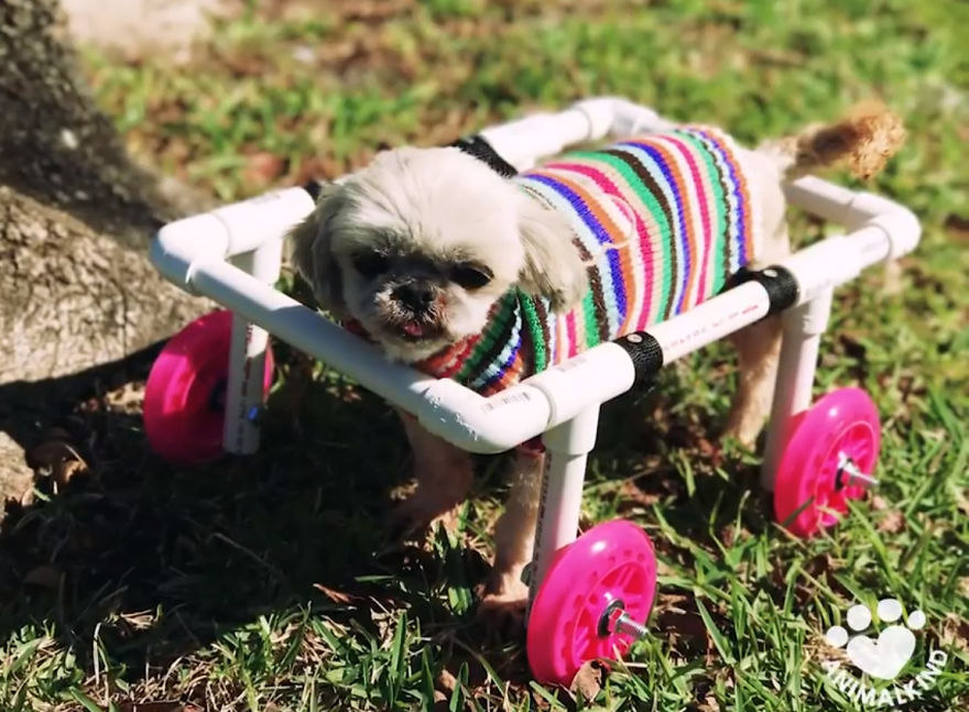 Woman Is Determined To Help Disabled Puppy Walk Again Woman Is Determined To Help Disabled Puppy Walk Again