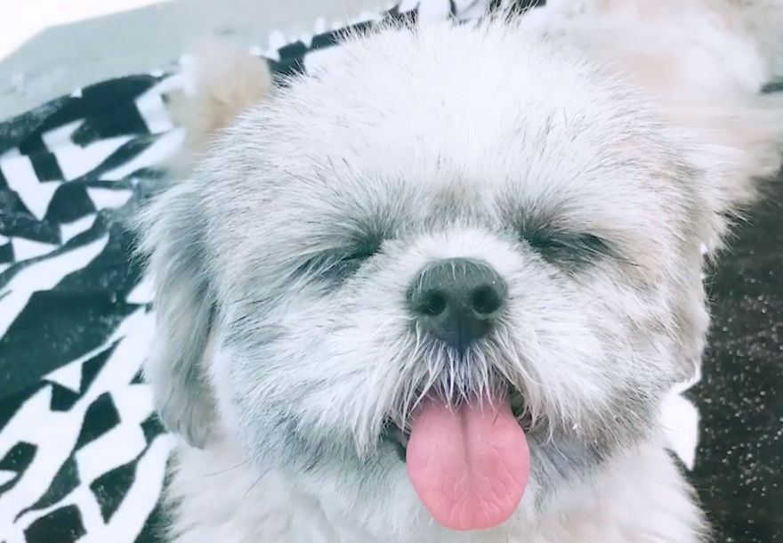 Woman Is Determined To Help Disabled Puppy Walk Again