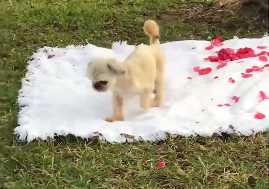 Woman Is Determined To Help Disabled Puppy Walk Again