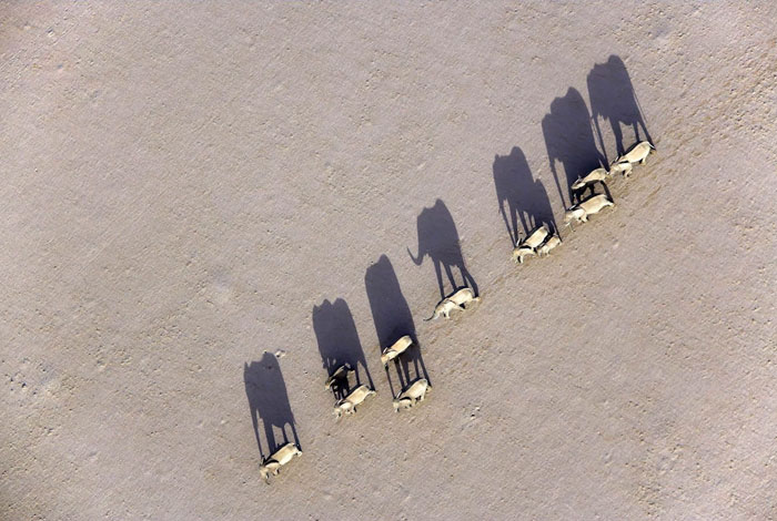 Marching Elephants