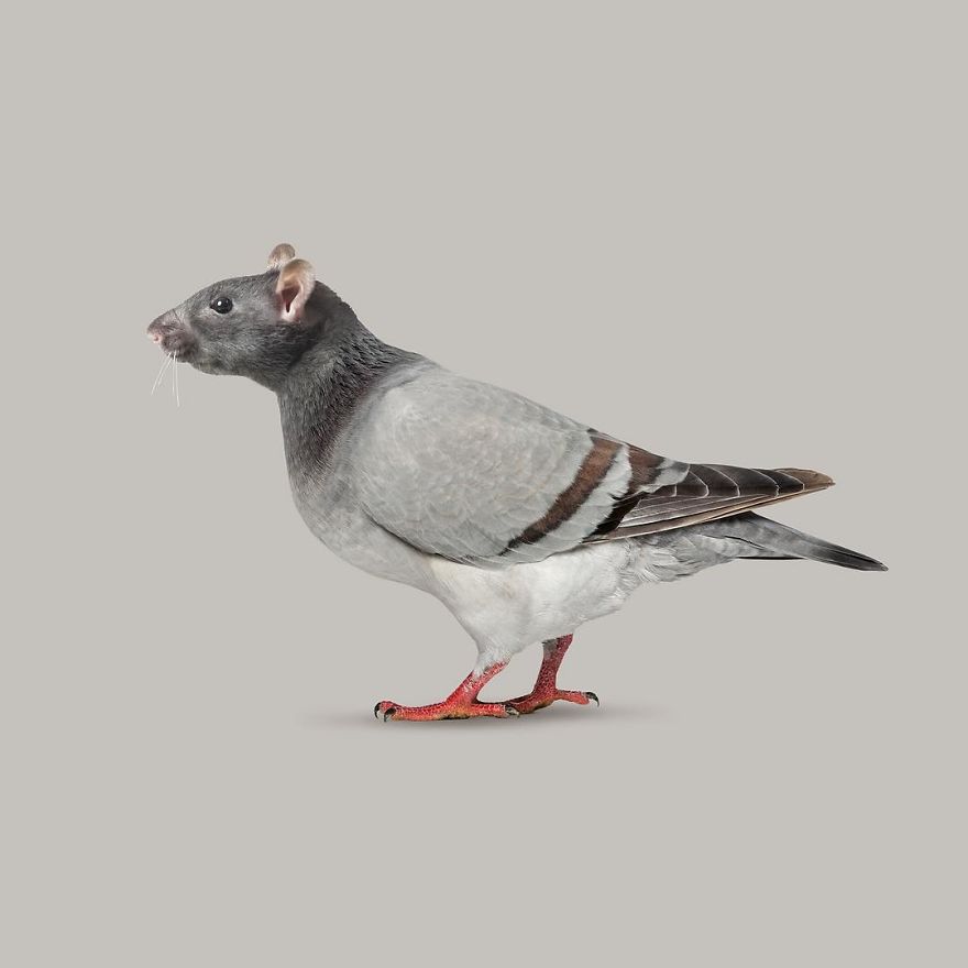 Artist Makes Incredible Manipulations That Will Surely Fiddle With Your Head