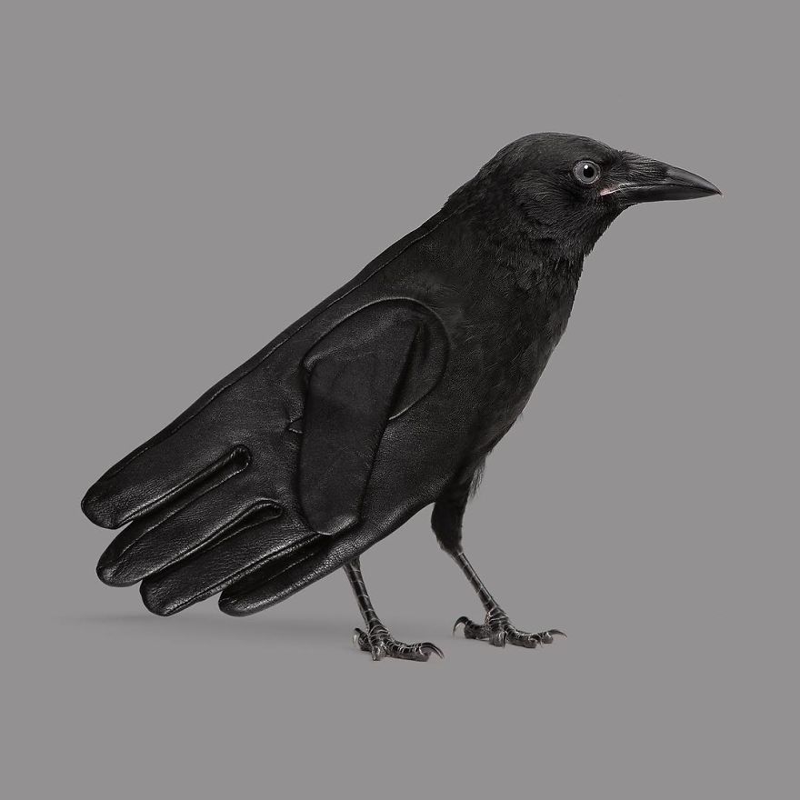 Artist Makes Incredible Manipulations That Will Surely Fiddle With Your Head