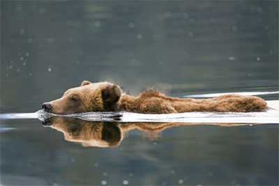 bear-swimming-5afe8e425f7ca.jpg