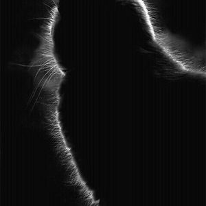 dakuchokoreto avatar