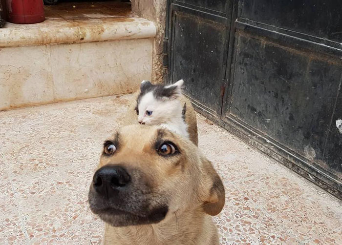 Orphan Kitten Meets Dog Who Lost Her Entire Litter, Becomes The Pup She Never Had Orphan Kitten Meets Dog Who Lost Her Entire Litter, Becomes The Pup She Never Had