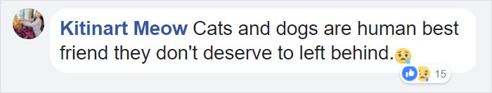 Orphan Kitten Meets Dog Who Lost Her Entire Litter, Becomes The Pup She Never Had Orphan Kitten Meets Dog Who Lost Her Entire Litter, Becomes The Pup She Never Had