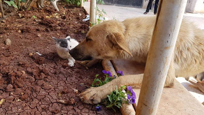 Orphan Kitten Meets Dog Who Lost Her Entire Litter, Becomes The Pup She Never Had Orphan Kitten Meets Dog Who Lost Her Entire Litter, Becomes The Pup She Never Had