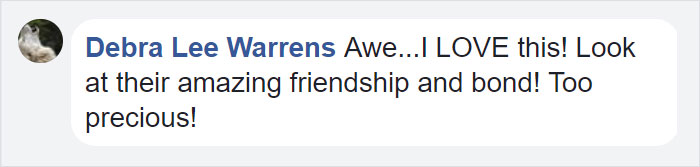 Orphan Kitten Meets Dog Who Lost Her Entire Litter, Becomes The Pup She Never Had Orphan Kitten Meets Dog Who Lost Her Entire Litter, Becomes The Pup She Never Had