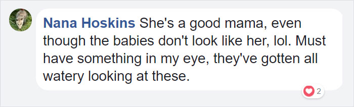 Orphan Kitten Meets Dog Who Lost Her Entire Litter, Becomes The Pup She Never Had Orphan Kitten Meets Dog Who Lost Her Entire Litter, Becomes The Pup She Never Had