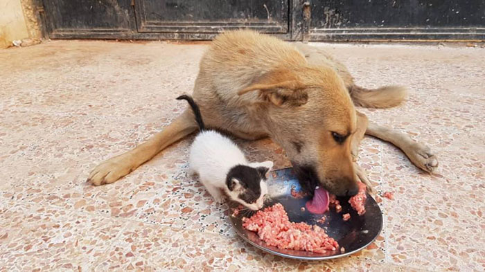 Orphan Kitten Meets Dog Who Lost Her Entire Litter, Becomes The Pup She Never Had Orphan Kitten Meets Dog Who Lost Her Entire Litter, Becomes The Pup She Never Had