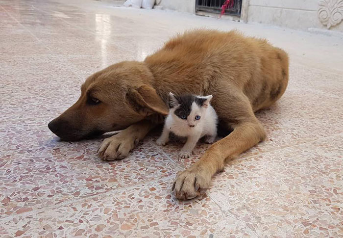 Orphan Kitten Meets Dog Who Lost Her Entire Litter, Becomes The Pup She Never Had Orphan Kitten Meets Dog Who Lost Her Entire Litter, Becomes The Pup She Never Had
