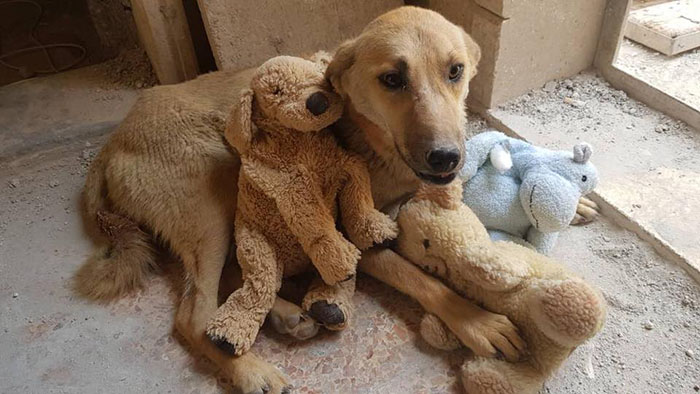 Orphan Kitten Meets Dog Who Lost Her Entire Litter, Becomes The Pup She Never Had Orphan Kitten Meets Dog Who Lost Her Entire Litter, Becomes The Pup She Never Had