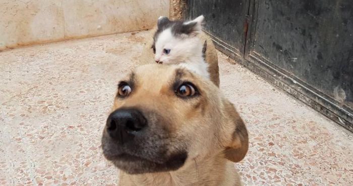 Orphan Kitten Meets Dog Who Lost Her Entire Litter, Becomes The Pup She Never Had