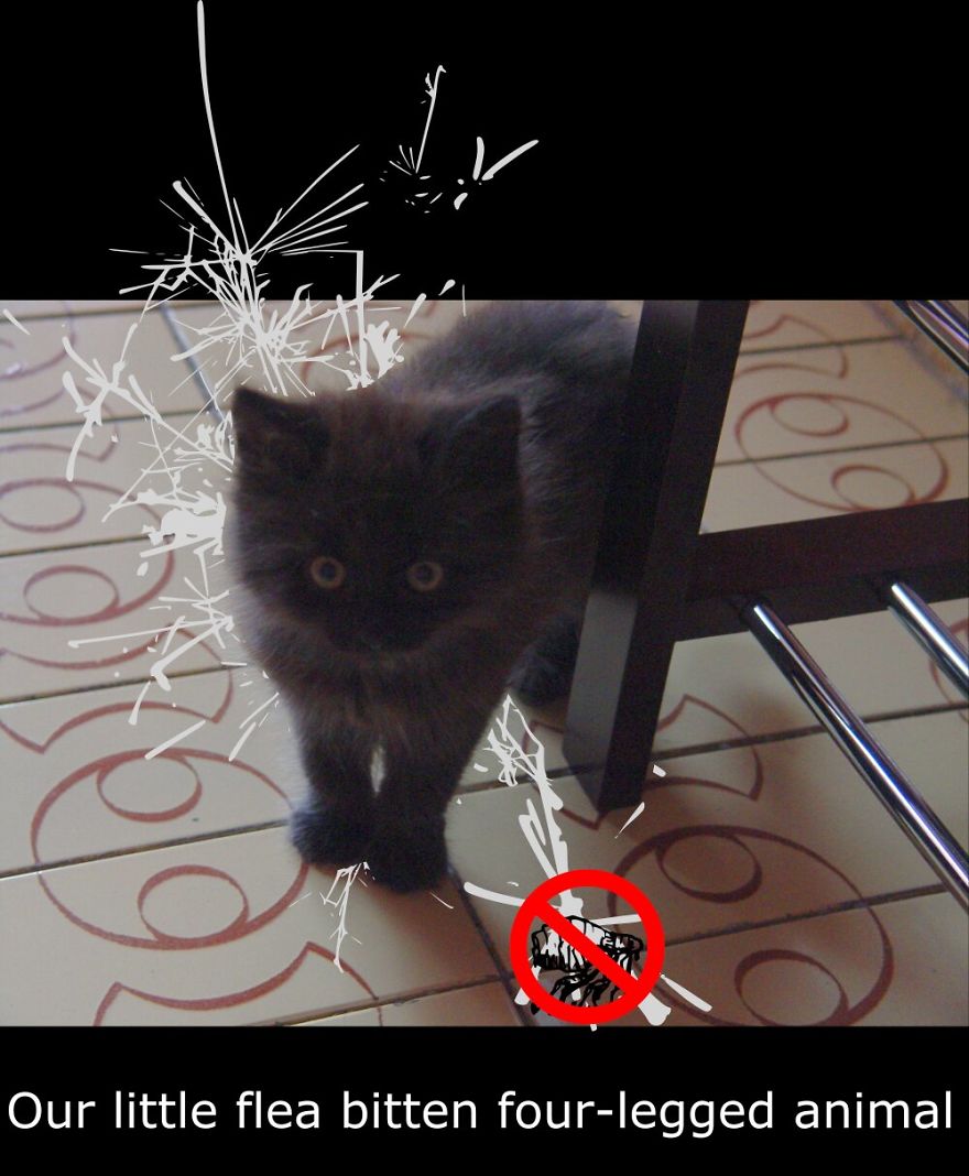 My Cat Is More Famous Than Me