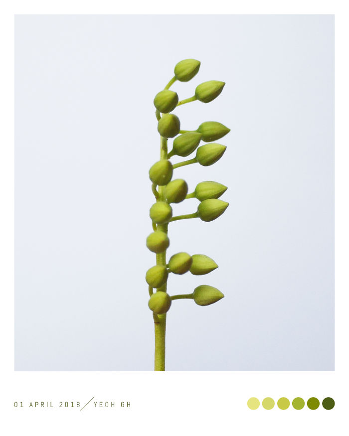 Discover The Color Of Plants And Make You Feel Better Every Day!