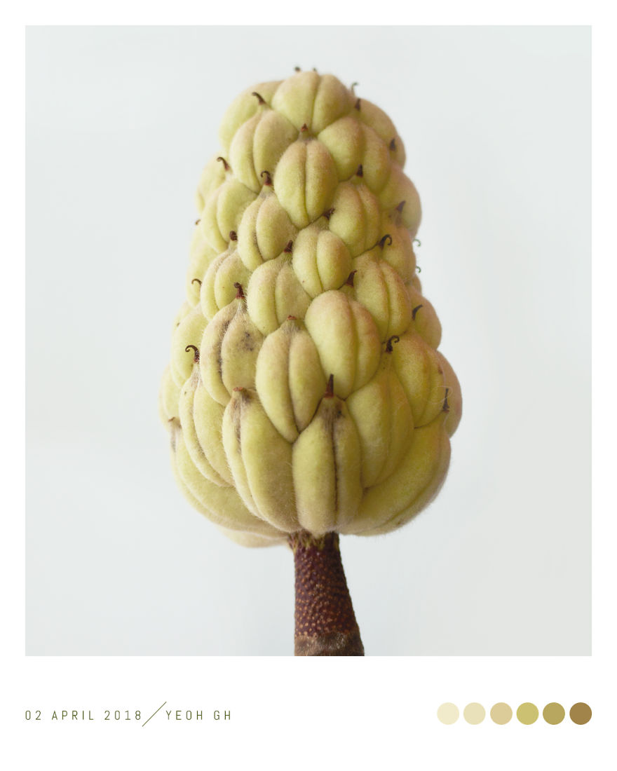 Discover The Color Of Plants And Make You Feel Better Every Day! Discover The Color Of Plants And Make You Feel Better Every Day!