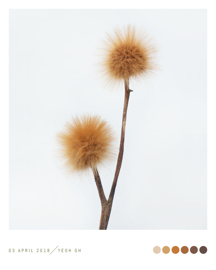 Discover The Color Of Plants And Make You Feel Better Every Day!