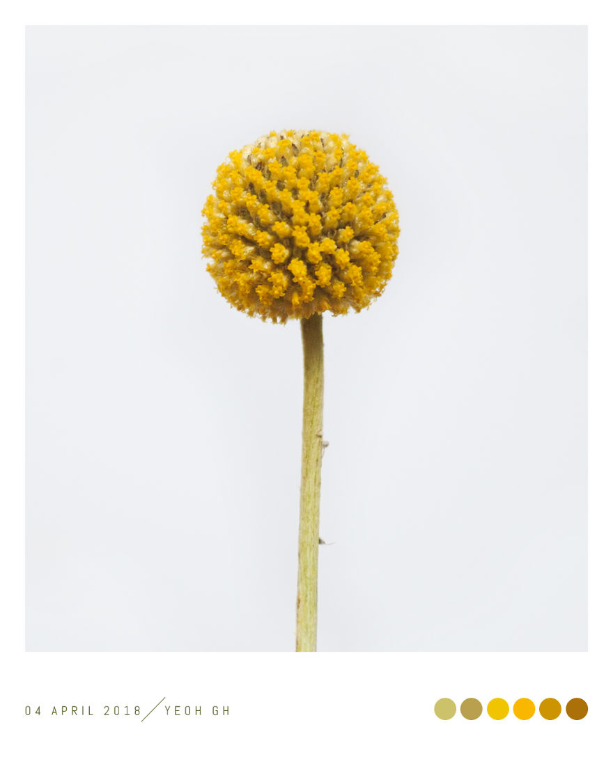 Discover The Color Of Plants And Make You Feel Better Every Day!