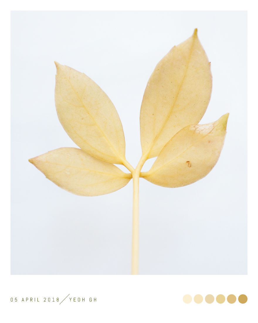 Discover The Color Of Plants And Make You Feel Better Every Day!