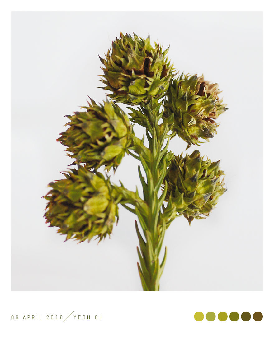 Discover The Color Of Plants And Make You Feel Better Every Day! Discover The Color Of Plants And Make You Feel Better Every Day!