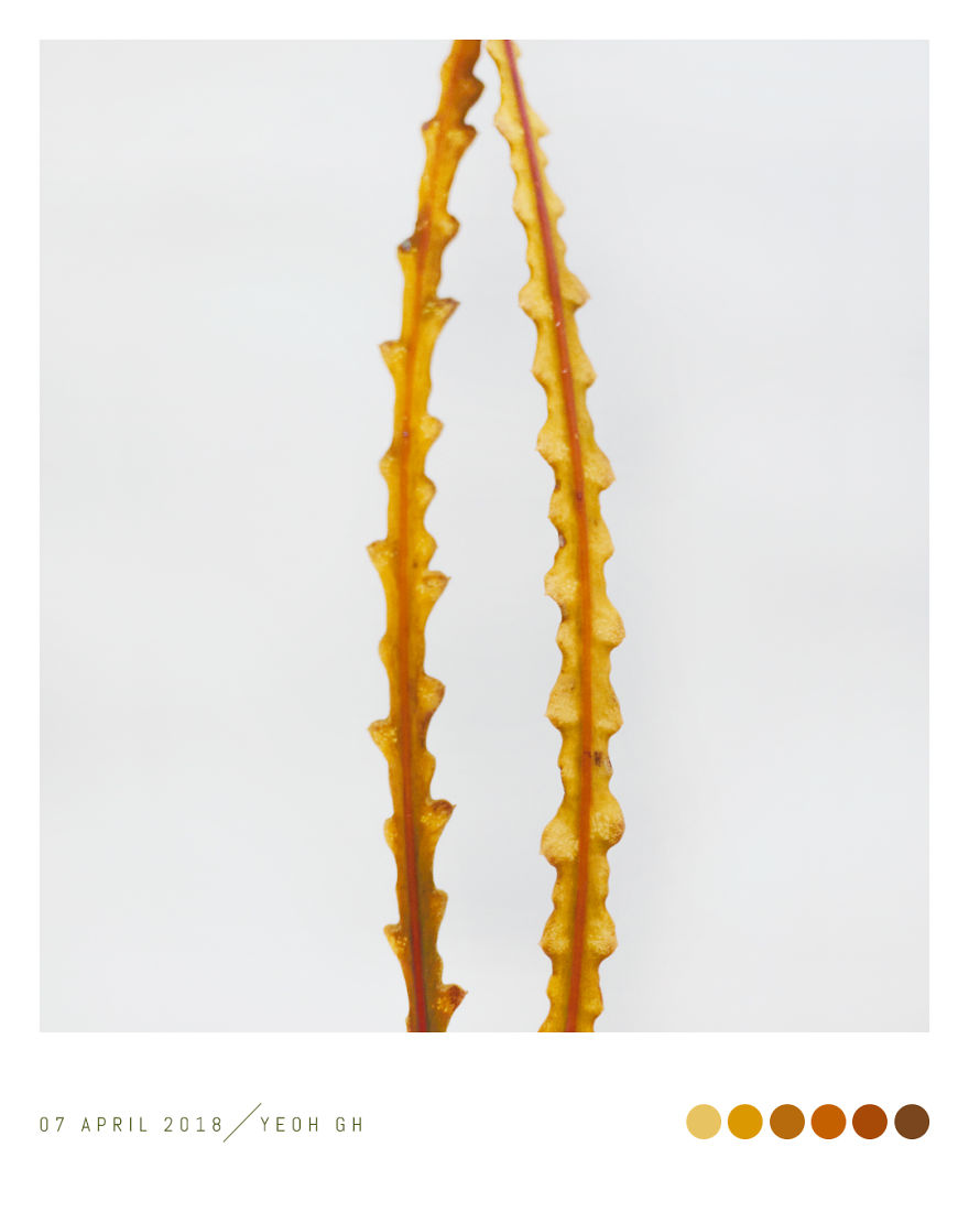 Discover The Color Of Plants And Make You Feel Better Every Day!