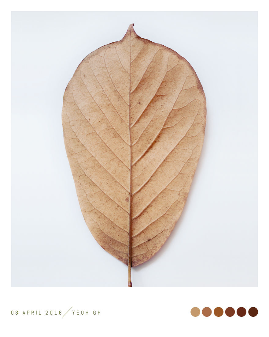 Discover The Color Of Plants And Make You Feel Better Every Day! Discover The Color Of Plants And Make You Feel Better Every Day!