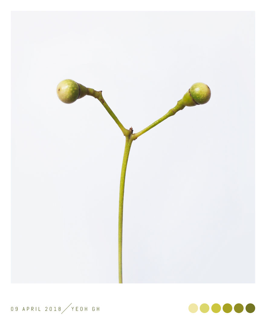 Discover The Color Of Plants And Make You Feel Better Every Day! Discover The Color Of Plants And Make You Feel Better Every Day!